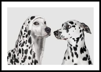 Affiche Dalmatian Dog Imposter