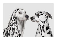 Two black and white dogs, one of which has a polka-dot hoodie-1