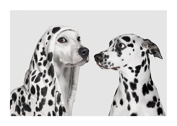 Póster Dalmatian Dog Imposter