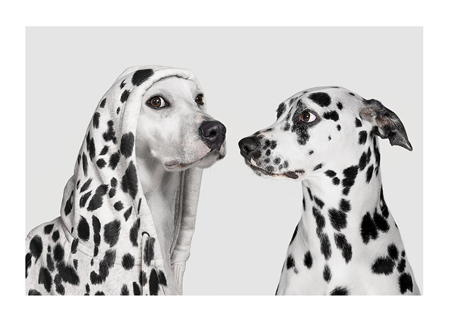 Two black and white dogs, one of which has a polka-dot hoodie-12