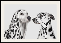 Two black and white dogs, one of which has a polka-dot hoodie-2