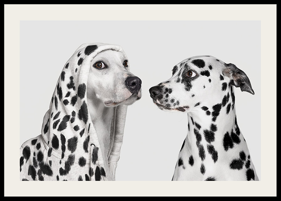 Two black and white dogs, one of which has a polka-dot hoodie-12