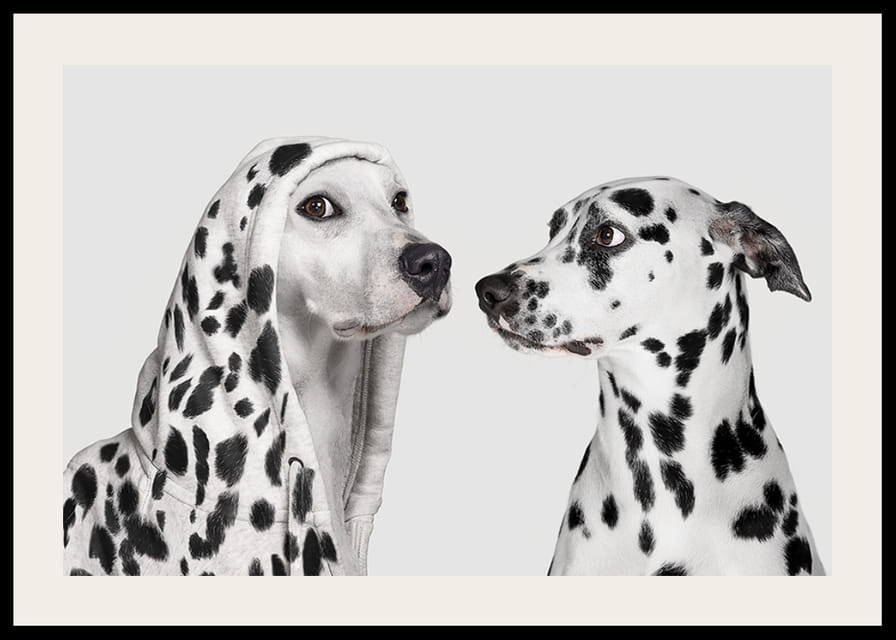 Two black and white dogs, one of which has a polka-dot hoodie-12