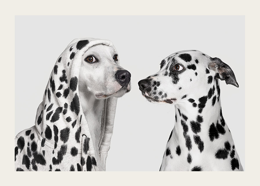 Two black and white dogs, one of which has a polka-dot hoodie-12