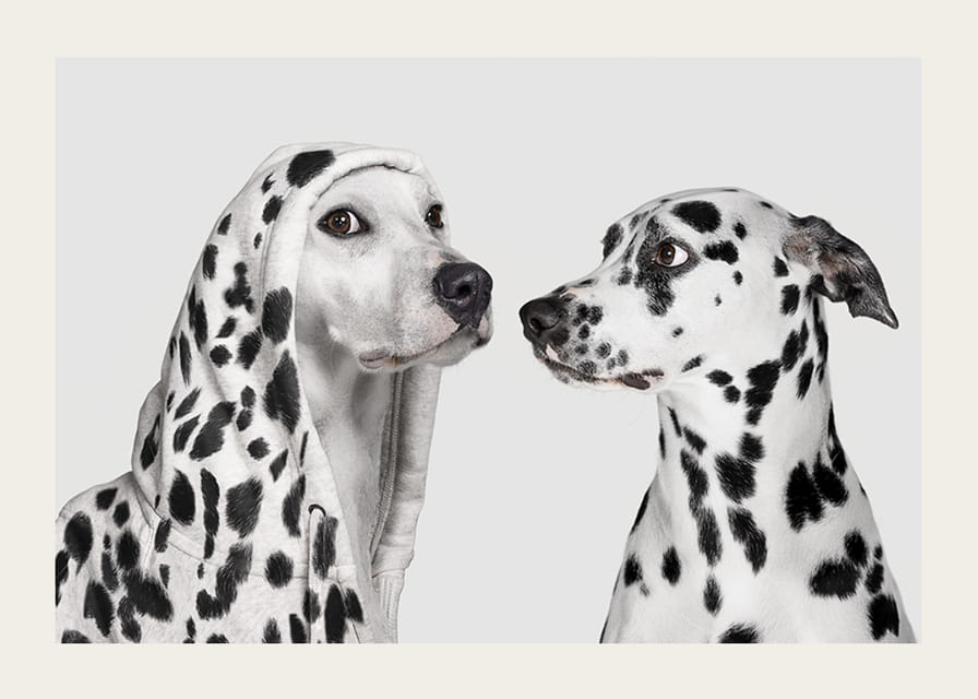 Two black and white dogs, one of which has a polka-dot hoodie-12