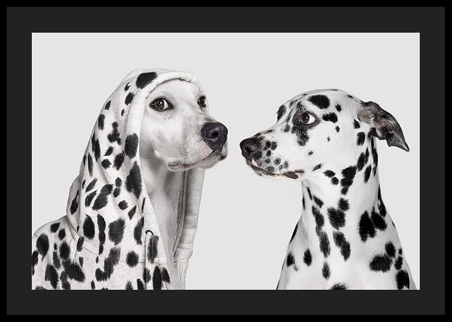 Two black and white dogs, one of which has a polka-dot hoodie-12