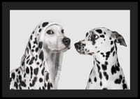 Two black and white dogs, one of which has a polka-dot hoodie-4