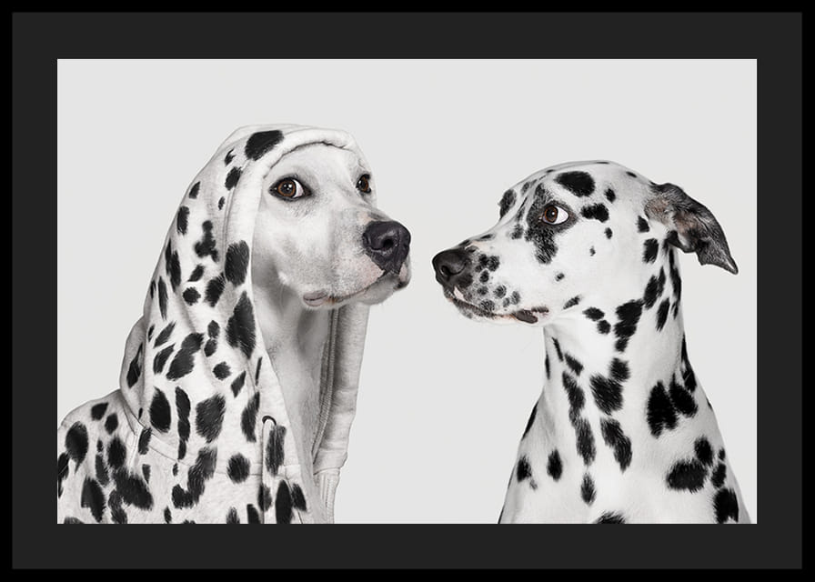 Two black and white dogs, one of which has a polka-dot hoodie-12