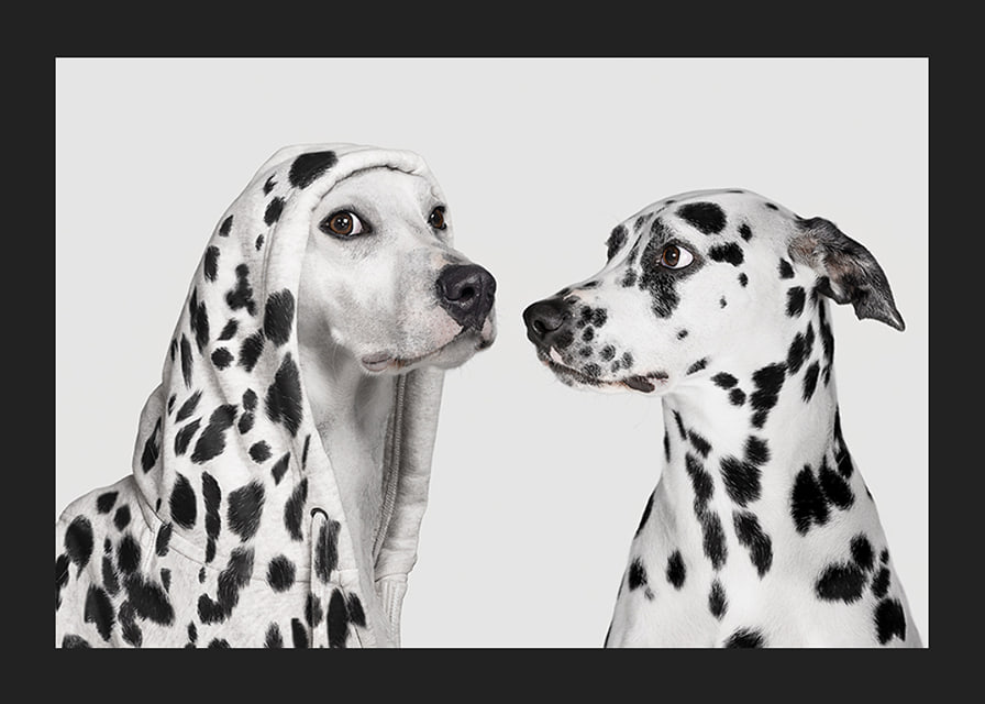 Two black and white dogs, one of which has a polka-dot hoodie-12