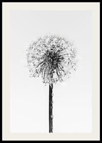 Black and white close-up of dandelion with dew drops against light background-2