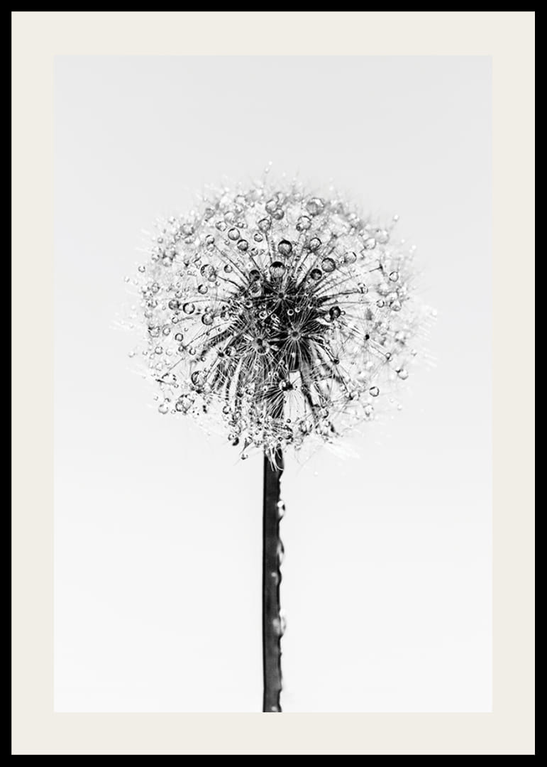 Black and white close-up of dandelion with dew drops against light background-12