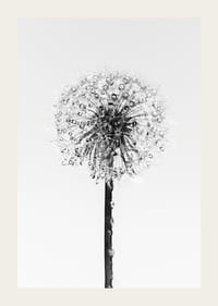 Black and white close-up of dandelion with dew drops against light background-3
