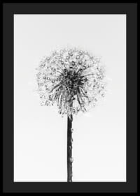 Black and white close-up of dandelion with dew drops against light background-4