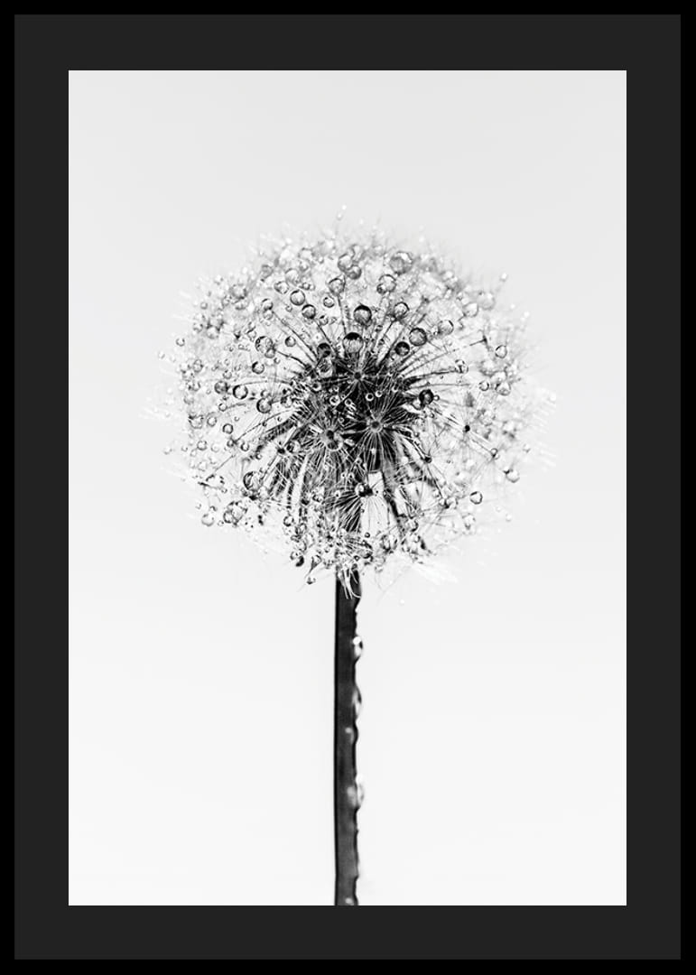 Black and white close-up of dandelion with dew drops against light background-12