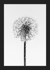 Black and white close-up of dandelion with dew drops against light background-5
