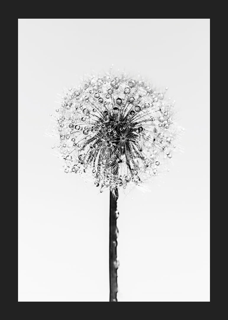 Black and white close-up of dandelion with dew drops against light background-12