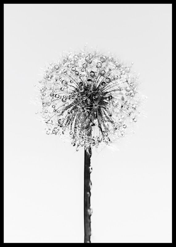 Dandelion With Dew-12