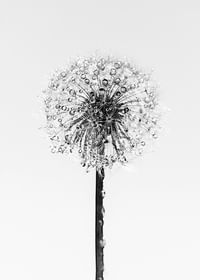 Dandelion With Dew-3