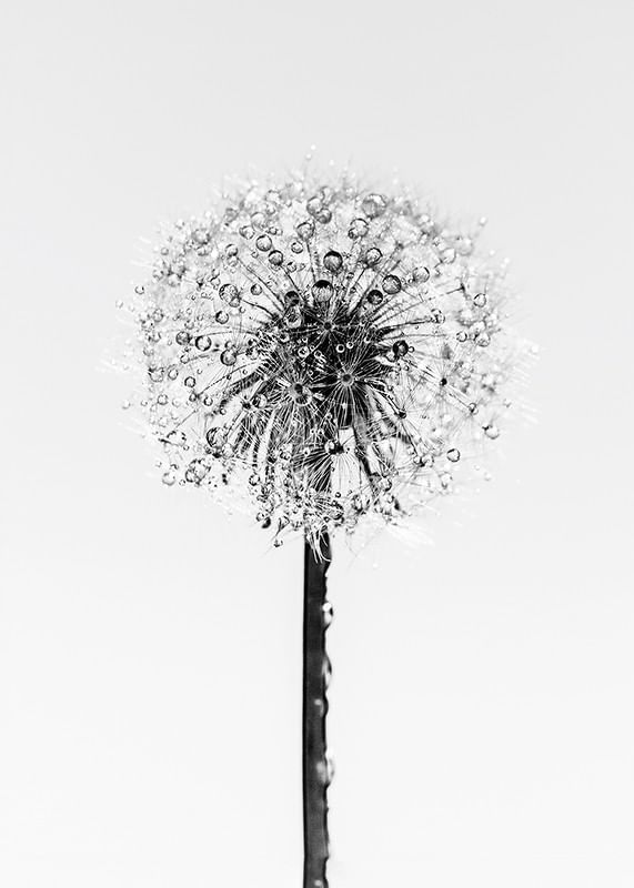 Dandelion With Dew-12