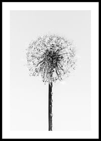 Dandelion With Dew-0