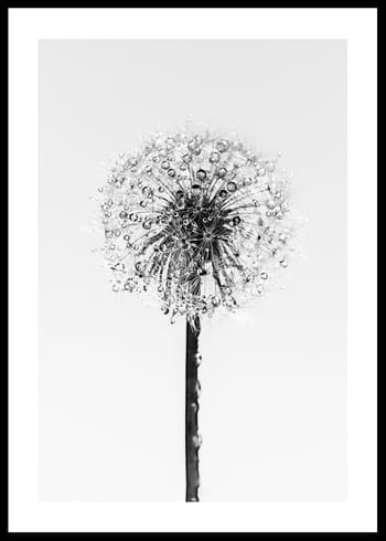 Poster Dandelion With Dew