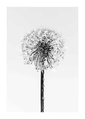 Poster Dandelion With Dew