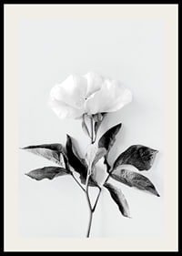 Black and white close-up of peony with leaves against light background-2