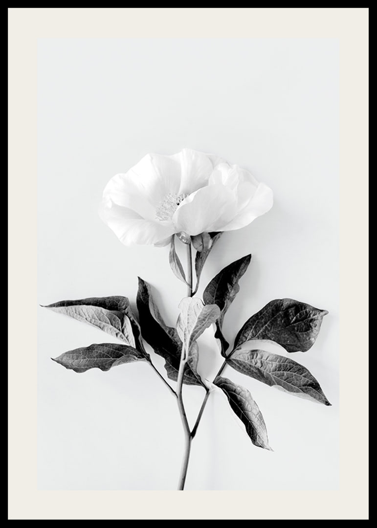 Black and white close-up of peony with leaves against light background-12