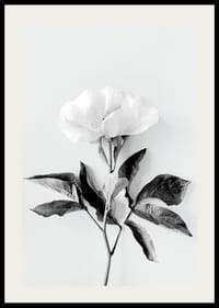 Čiernobiely detailný záber pivonky s listami na svetlom pozadí-2