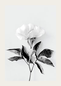 Black and white close-up of peony with leaves against light background-3