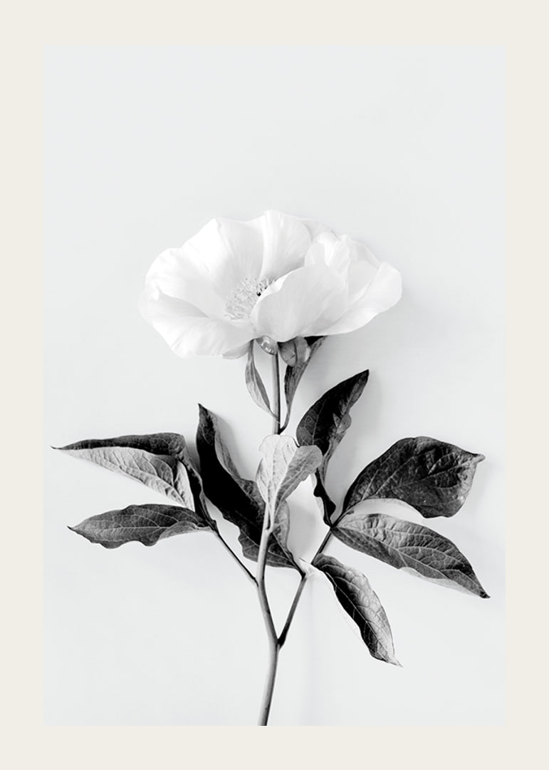 Black and white close-up of peony with leaves against light background-12