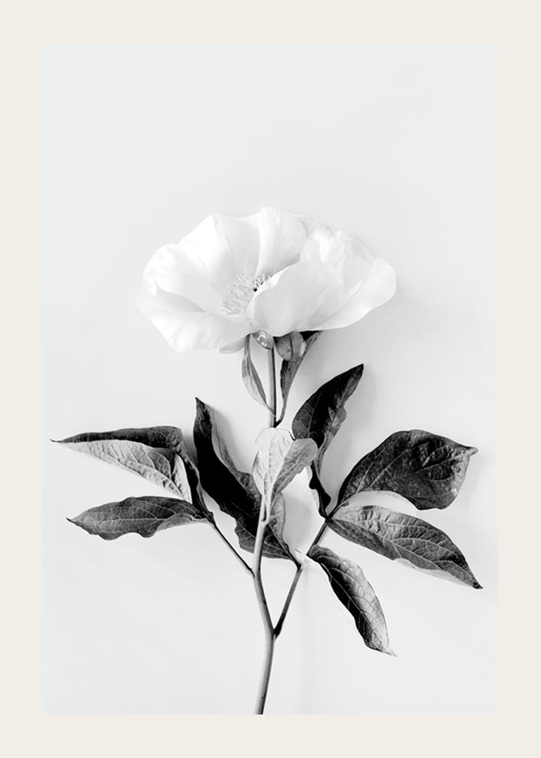 Čiernobiely detailný záber pivonky s listami na svetlom pozadí-12