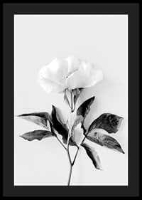 Black and white close-up of peony with leaves against light background-4