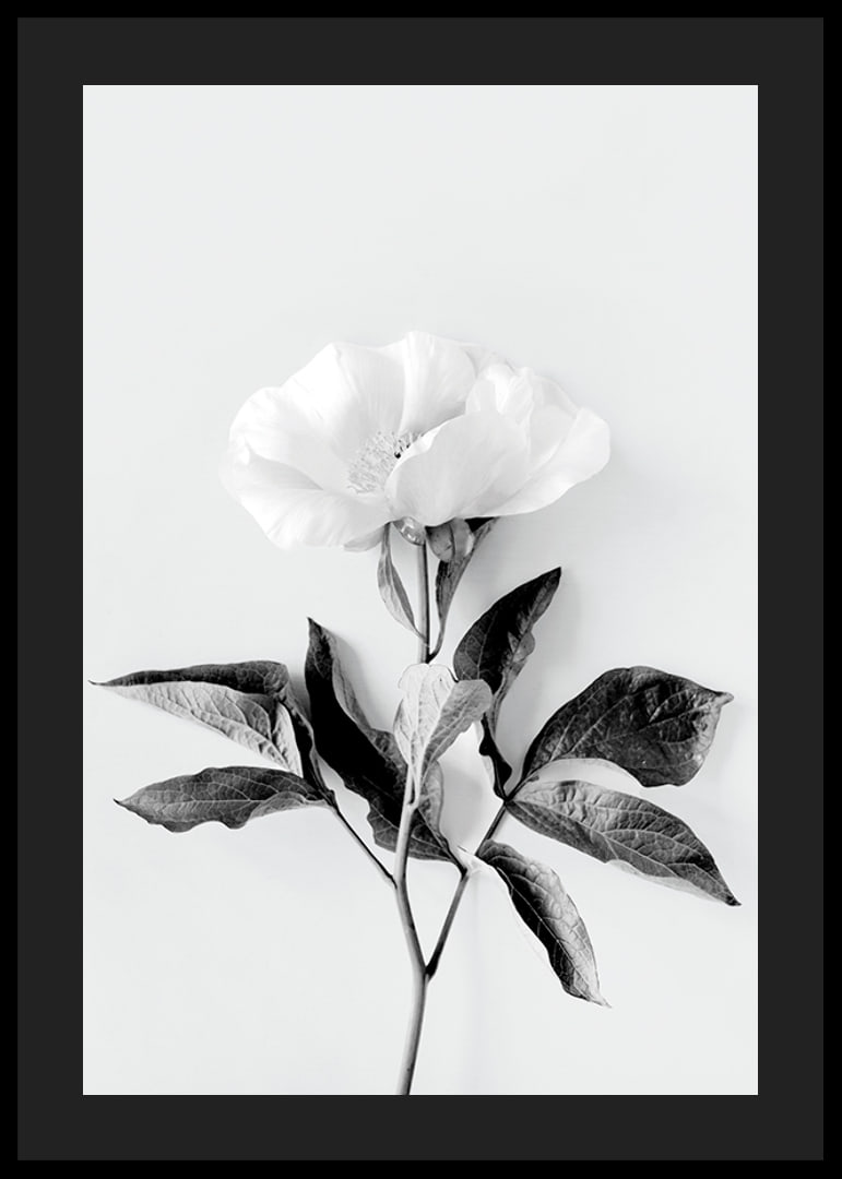 Black and white close-up of peony with leaves against light background-12
