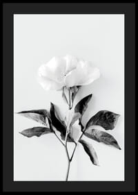Čiernobiely detailný záber pivonky s listami na svetlom pozadí-4