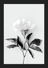 Black and white close-up of peony with leaves against light background-5