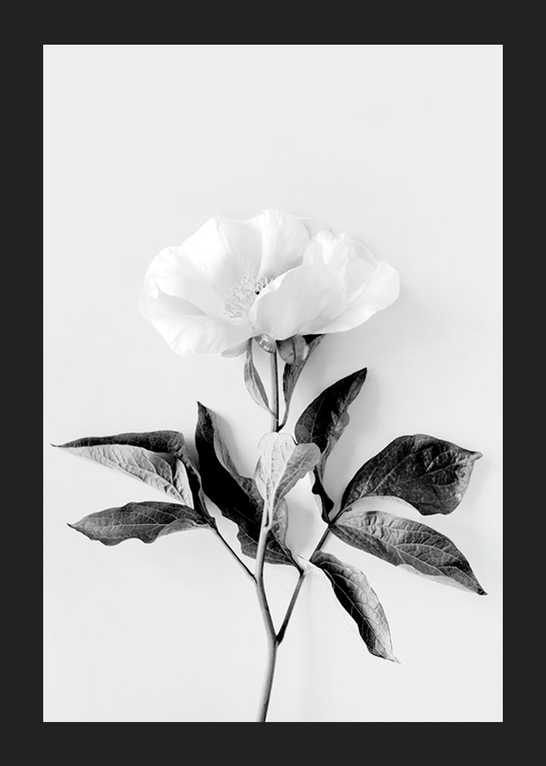 Black and white close-up of peony with leaves against light background-12