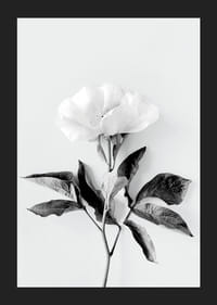 Čiernobiely detailný záber pivonky s listami na svetlom pozadí-5