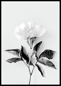 Black and white close-up of peony with leaves against light background-6
