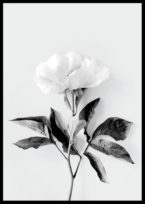 Black and white close-up of peony with leaves against light background-12