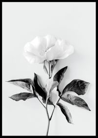 Peony BW-2