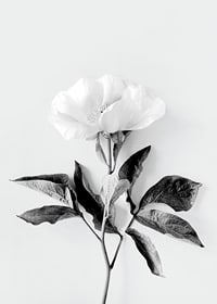 Black and white close-up of peony with leaves against light background-7