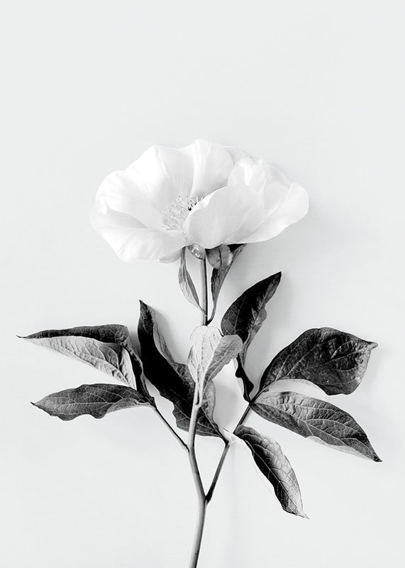Black and white close-up of peony with leaves against light background-12