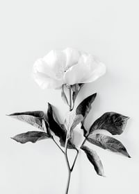 Peony BW-3