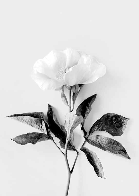 Peony BW-12