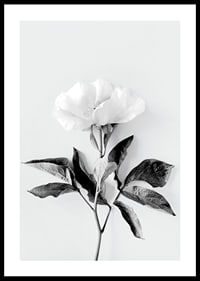 Black and white close-up of peony with leaves against light background-0