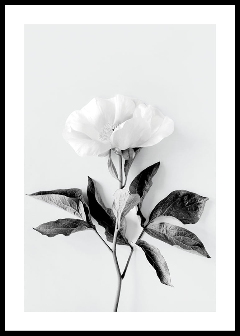 Black and white close-up of peony with leaves against light background-12