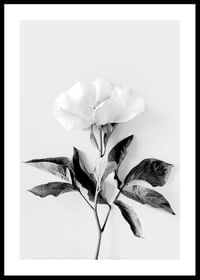 Peony BW-0