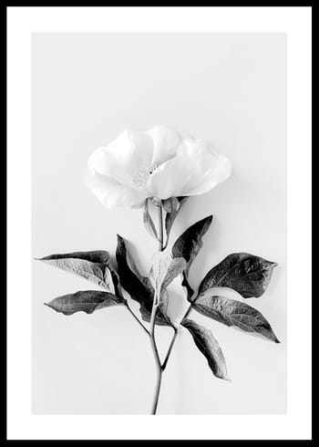 Poster Peony BW