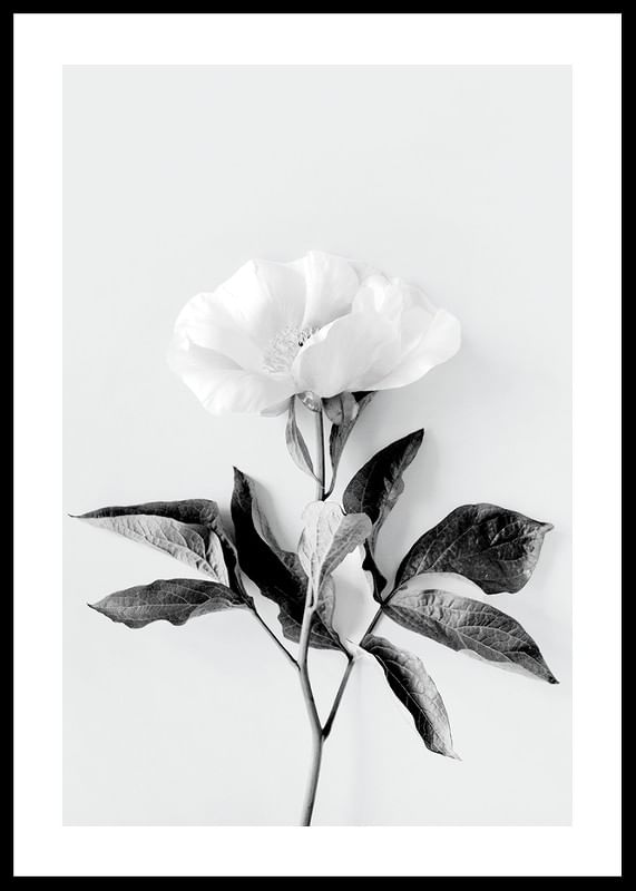 Peony BW-12
